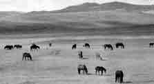 Steppe in Sibirien (Burjatische ASSR)